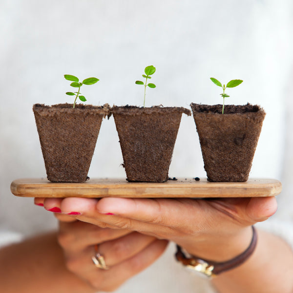 Elyn’s Glossary of Green | Part Two